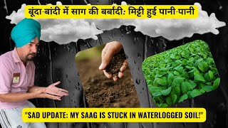 DAY 7 Too Much Rain My Saag Garden Is Flooded बूंदाबांदी में साग की बर्बादी मिट्टी हुई पानीपानी [upl. by Batha441]