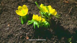 Time lapse Zeitraffer Winterlinge winter aconite Eranthis hyemalis syn Helleborus hyemalis [upl. by Anitroc552]