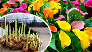 💐Cómo Plantar Calas de Colores  Calla lilie con ÉXITO  Activar Bulbos ✅ [upl. by Alius477]