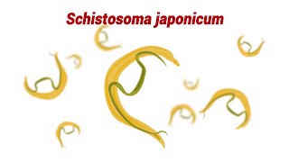 SCHISTOSOMIASIS Schistosoma japonicum  Animated Video Presentation [upl. by Rebna79]