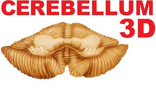 Cerebellum Anatomy  Lobes and Structures  Cerebellum 1 [upl. by Omlesna]