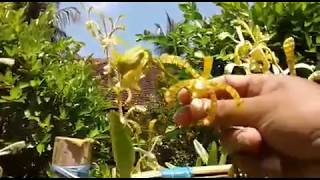 Full blooms  Arachnis flosaeris  scorpion orchid  orchid in full sun [upl. by Anirtep801]