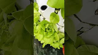 aeroponictower garden indoorgarden aeroponics indoorplants hydroponictower plants aerogarden [upl. by Atiraj240]