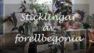 Sticklingar av forellbegonia [upl. by Grizelda]