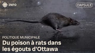 Du poison à rats dans les égouts dOttawa [upl. by Nahpets]