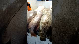 Fish market in Dammam Saudi Arabia foryou explore saudiarabia viralvideo shorts mahabub [upl. by Ced666]