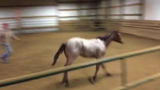 2017 AQHA VS Flatline x Monicas Version Gelding [upl. by Noryahs]