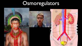 Osmoregulation [upl. by Obel]