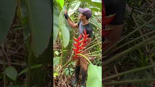 Heliconia bihai bunga potong tropis [upl. by Ynnod]