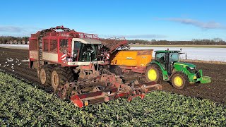 Bieten oogst 2024 met Agrifac Hexa Stuck in the mud loonb Speelman amp Feunekes [upl. by Tareyn437]