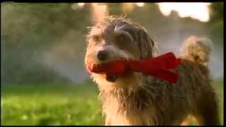 Our Terrier Amos in a Beneful Commercial [upl. by Tobit281]