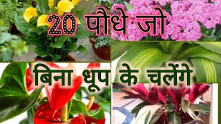 बिना धूप के चलनेवाला 20 पौधे जो आप घर के अंदर लगा सकते हैं  20 Best Indoor Plants [upl. by Kraft]