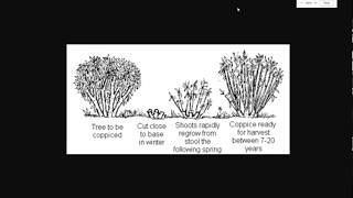 Best Trees To Coppice and Uses For Coppiced Trees [upl. by Rednazxela64]