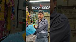 Macaw Bird Price In Bangladesh 2024 [upl. by Fair]