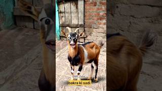 Bakra ki sadi 😂 Shorts funny comedy shortvideo [upl. by Vizzone432]