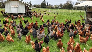 How American Farmers Raise Millions Of Poultry In The Pasture  Chicken Farming [upl. by Ysirhc]