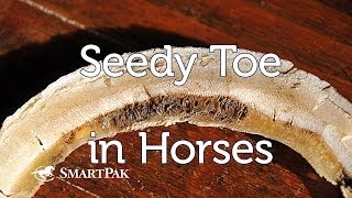 Seedy Toe in Horses [upl. by Ojytteb911]