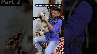 Mamu se milne ki khusi part2doglovershihtzucutenessfunnypetspetlovertrendingviralexcitement [upl. by Aiva]