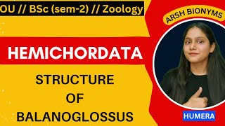 Structure of balanoglossus  phylum hemichordata  BSc ZOOLOGY  Osmania University  humera [upl. by Alakcim]