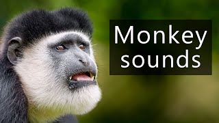 The terrifying sounds of Colobus monkeys [upl. by Lemon537]