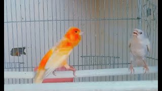 Canary bird song  best canary songs  pet canary singing  Canary singing videos  1 [upl. by Aciret948]