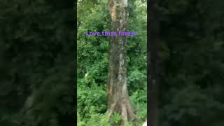 Chilapata forest youtube shortvideo old is gold viral song [upl. by Anahsahs]