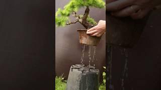 How to properly water bonsai [upl. by Aneeled600]