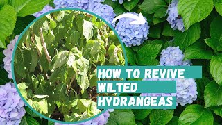 How to Revive Wilted Hydrangeas  Hydrangea  Hydrangea Care [upl. by Neelyaj]