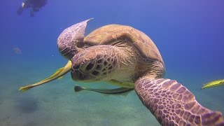 Beautiful Jellyfish eaten by a Sea Turtle [upl. by Houlberg]