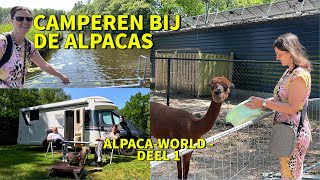 Camperplaats Koewacht en de Alpacas  Hier is veel te beleven  Deel 1 [upl. by Blunk575]