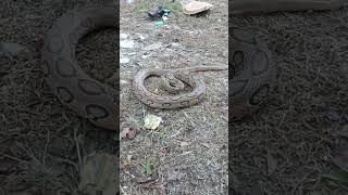 hemotoxic venomous snake 🐍 Russell viper 🐍youtubeshorts subscribe shorts [upl. by Verney]