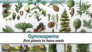 CLASS11 CHAPTER3 PART21 PLANT KINGDOM GYMNOSPERMSGENERAL CHARACTERISTICS [upl. by Bj]