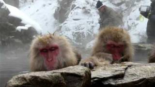 2019 Japan Snow Monkey bath  Destination Management [upl. by Broadbent]