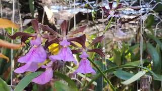 Orquídea Encyclia cordigera y Encyclia cordigera rosea la más grande [upl. by Jamill]