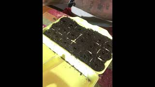 Germinating pepper seeds in a egg carton [upl. by Aynna]