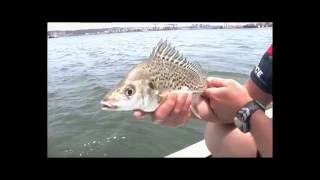 Grunter Fishing in Durban harbour on the light tackle  ASFN PowerAngling [upl. by Anum]