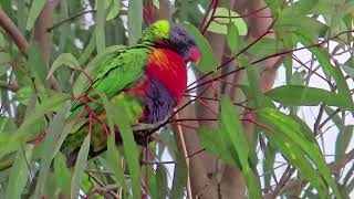 Australia Rainbow Lorikeets  Campbelltown [upl. by Cassell]