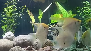 Angelfish tank setup 🐠🐟 ☘️ [upl. by Ggerg]