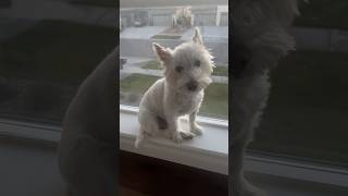 ☀️😝 DAY IN LIFE 🌻  DWESTIE THE WESTIE [upl. by Sollie]