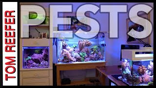 Reef Tank  PEST FLATWORMS  HOW TO GET RID OF THEM [upl. by Jeddy]