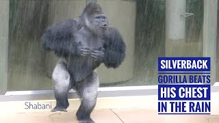 Huge Silverback Gorilla Beats His Chest With His Daughter In The Rain  The Shabani Group [upl. by Taam]