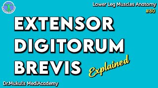 Extensor Digitorum Brevis Muscle Origin Insertion Action  Anatomy Explained80 [upl. by Ellicott]