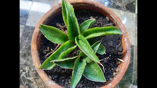 Sansevieria Hybrid Ed Eby [upl. by Romney]