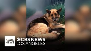 Hikers in Malibu find abandoned dog with zip ties around its neck and mouth [upl. by Carlotta]