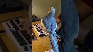 little cockatiel whistle birds subscribe shortvideo trending [upl. by Hsitirb302]