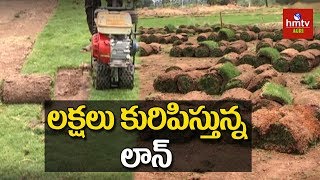 Lawn Grass Growing  Lawn Grass Cultivation Techniques  hmtv Agri [upl. by Haldane]