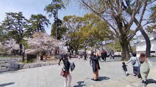 2304 Japan fukuoka kitakyushu kokura castle cherry blossom katsuyama park [upl. by Atsyrhc]