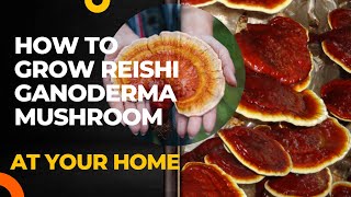 Cultivation Method  Reishi Ganoderma lucidum Cultivation  Lingzhi Mushroom [upl. by Enyawd]