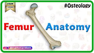 Femur Anatomy Osteology  General features  Attachments  Development anatomy MBBS usmle NMC [upl. by Maurilla]