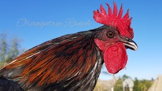 Black Mug and Blue Mug Gamefowl Roosters  Gallos [upl. by Netnert310]